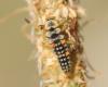 Coccinella septempunctata